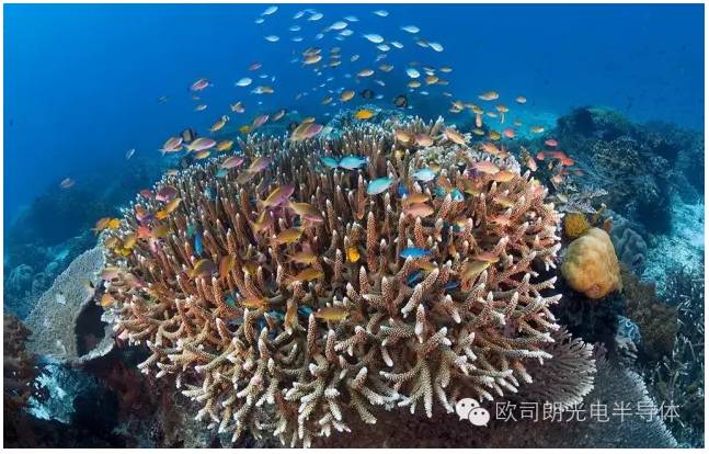 【案例】欧司朗助力为珊瑚礁水族馆打造顶级LED照明环境
