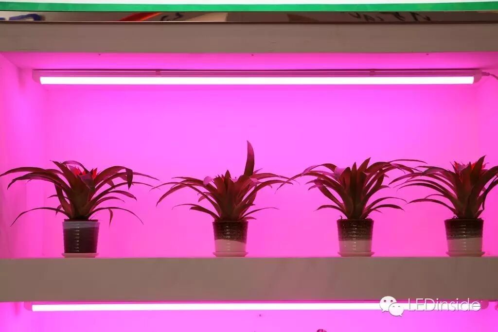 光亚展直击：LED灯丝灯、植物照明等细分市场依旧火热