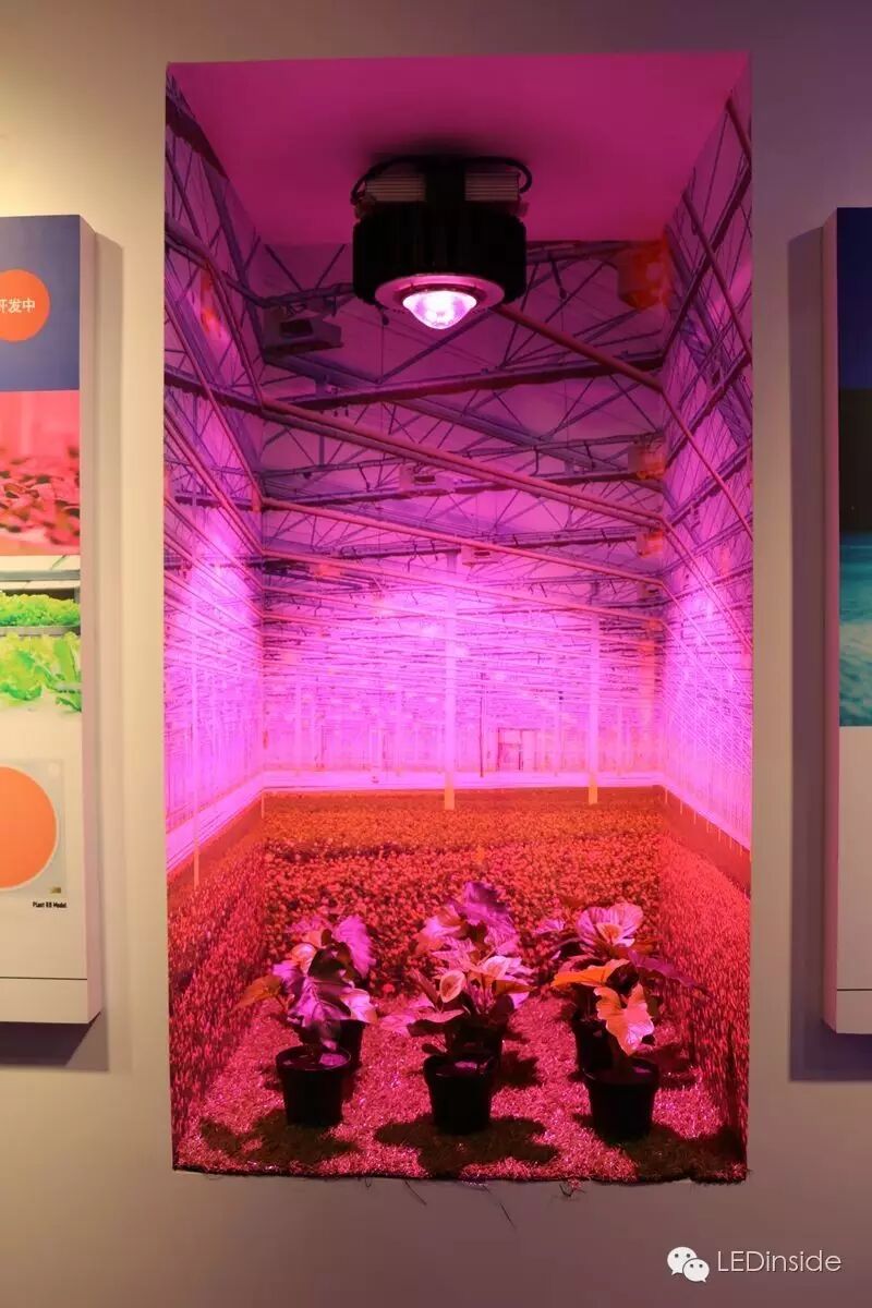 光亚展直击：LED灯丝灯、植物照明等细分市场依旧火热