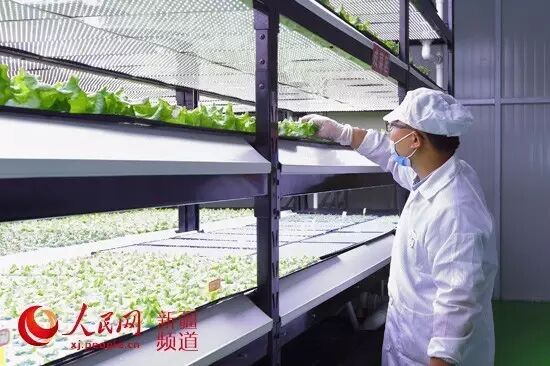 新疆首家智能LED植物工厂启动运营