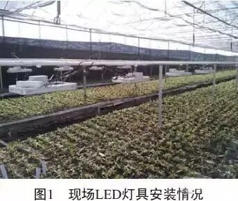 农业照明没那么容易 五大关键性问题待解决