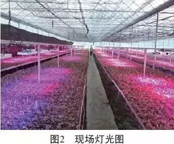 农业照明没那么容易 五大关键性问题待解决