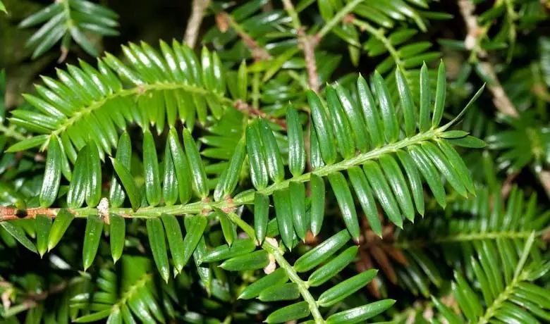 香榧是一种裸子植物,它是三尖杉科(曾经属于红豆杉科)榧属植物榧树