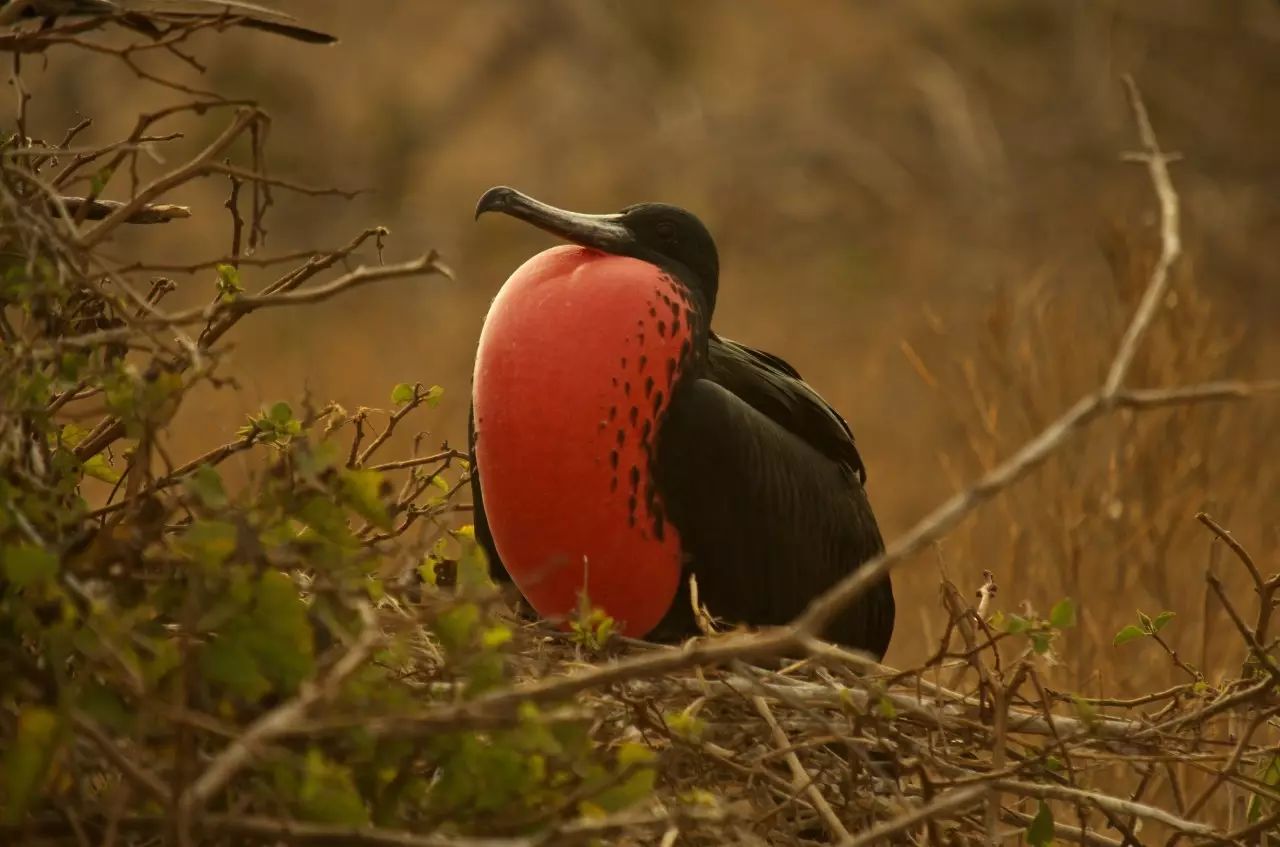 图片:wikipedia英文那边和小军舰鸟great frigatebird
