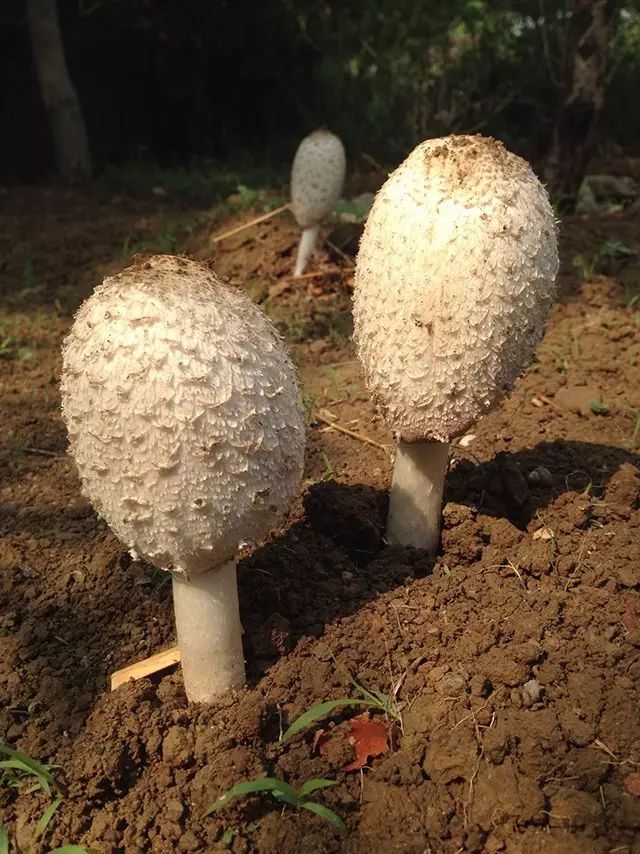 萌萌的鸡腿菇也有你不知道的黑暗面