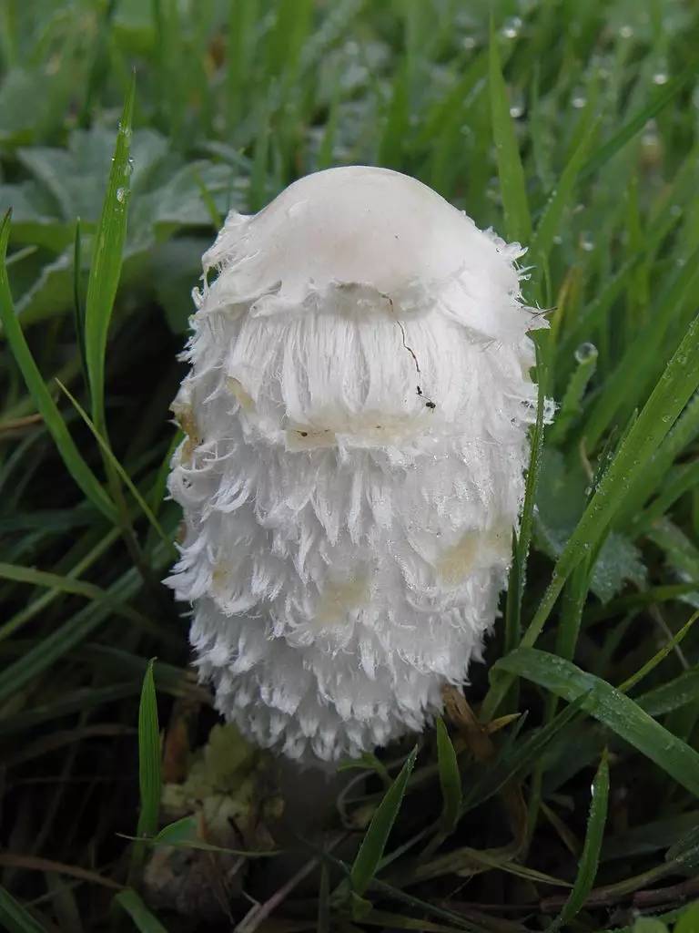 餐桌物种日历3月9日毛头鬼伞