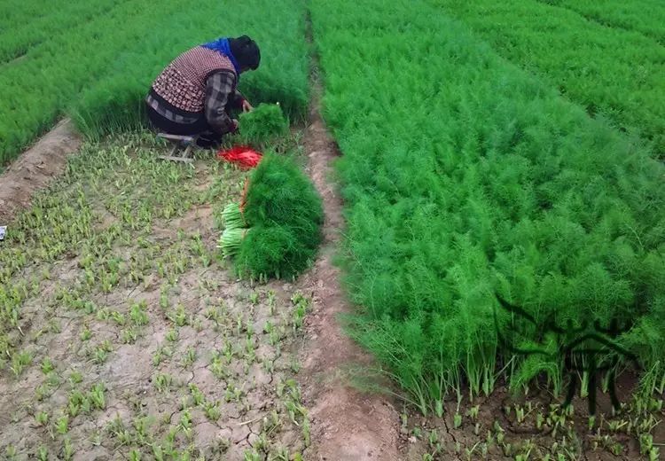 com欧洲还培育出一种球茎茴香,这种茴香的叶柄基部发生膨大,并包裹成