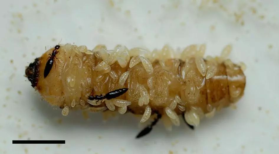哈氏肿腿蜂寄生天牛幼虫: http://www.nature.