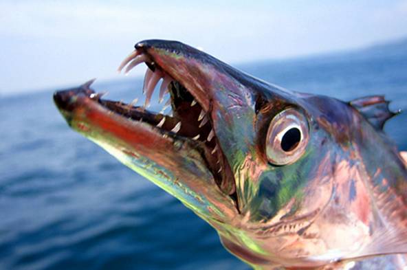 白带鱼下颚较突出,有着锋利尖锐的牙齿,是贪婪凶猛