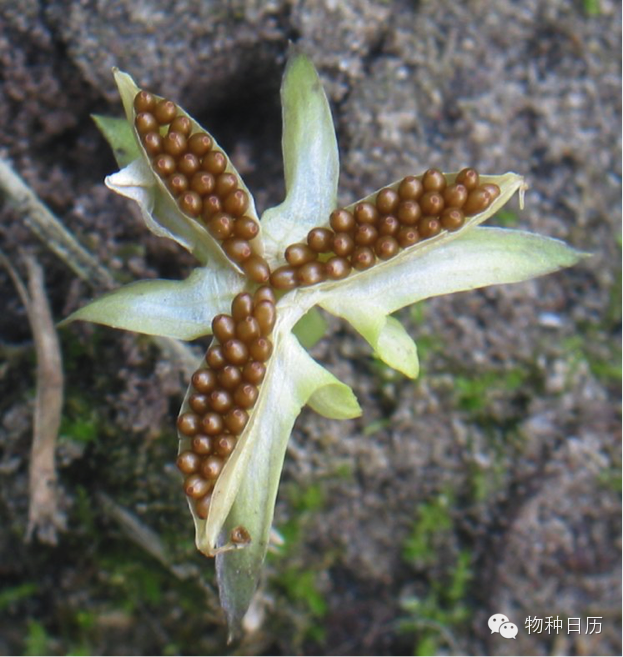 堇菜成熟开裂的蒴果,可见心皮3枚.《救荒本草》里描述的就是它.