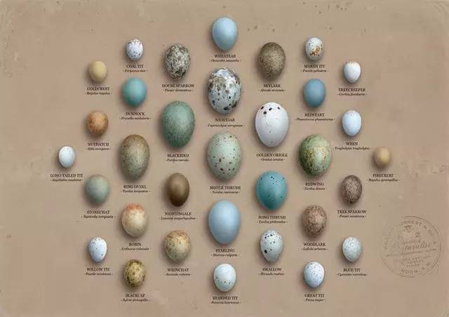 棕头鸦雀的蛋为啥是蓝色的