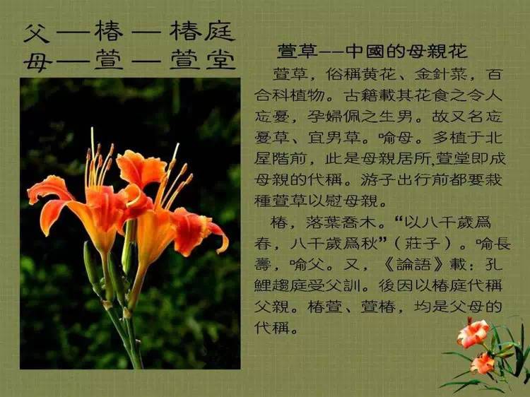 中国的母亲之花