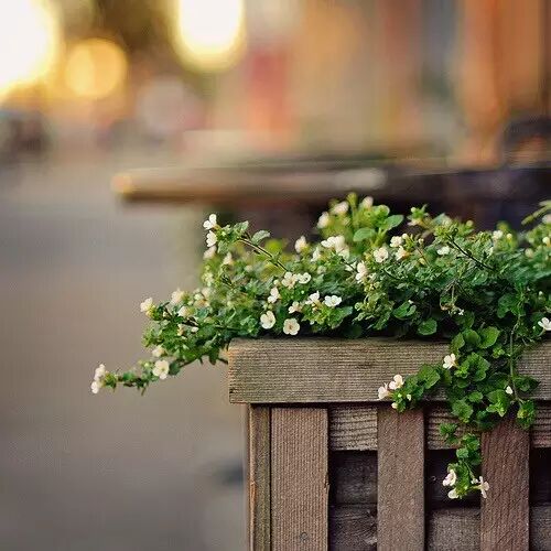 听南方姑娘的花故事,耳朵在怀孕!-怀孕期