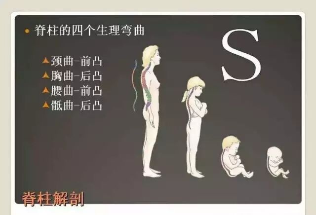 (3)正常的胸椎生理弯曲是向后凸的弯曲.