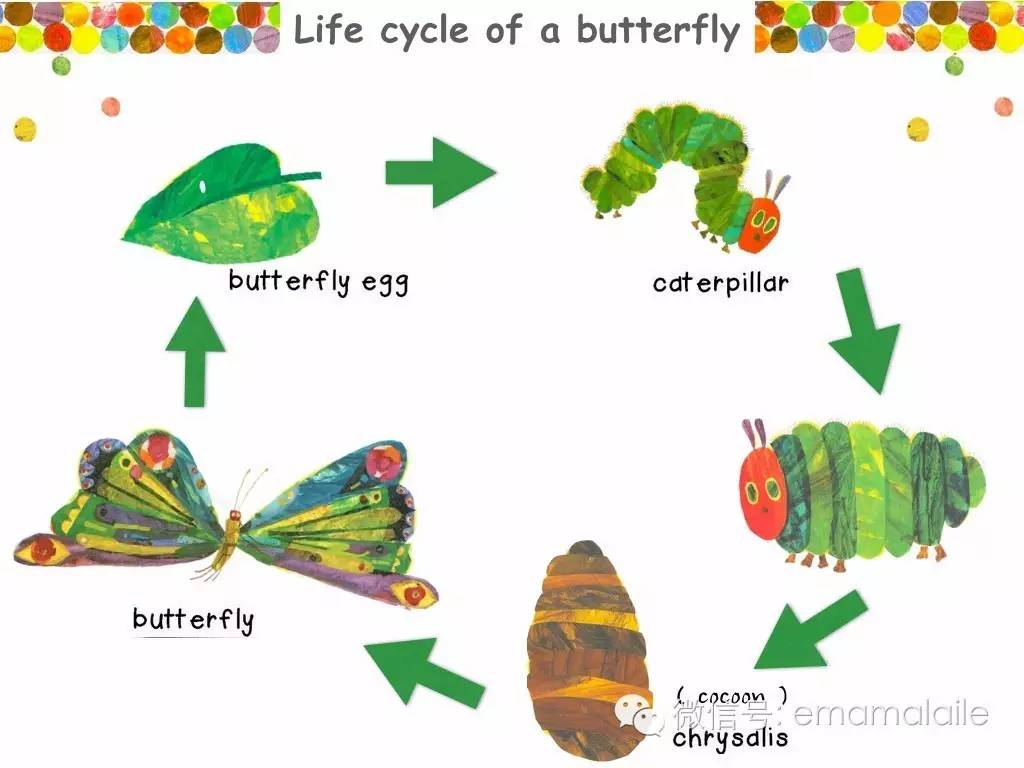 4,生命周期【life cycle】 讨论毛毛虫作茧化蝶的过程,和大自然其他