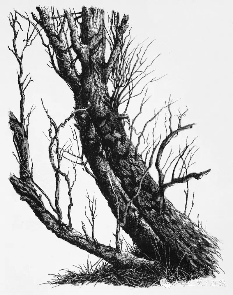 钢笔画作品欣赏(树干的表现)