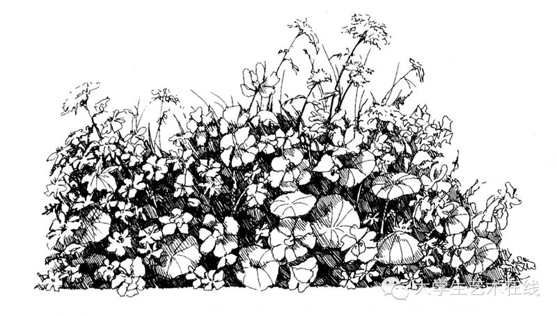 钢笔画植物,花卉,树木(国外绘画技法)