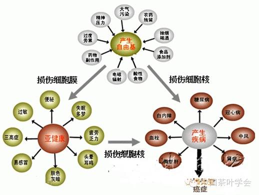 红茶健康使者自由基的清道夫冬日的暖阳