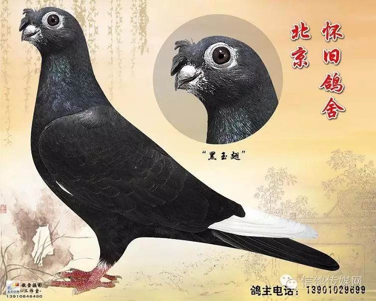 【信鸽快讯】【北京怀旧鸽舍】更多精品观赏鸽上线了!