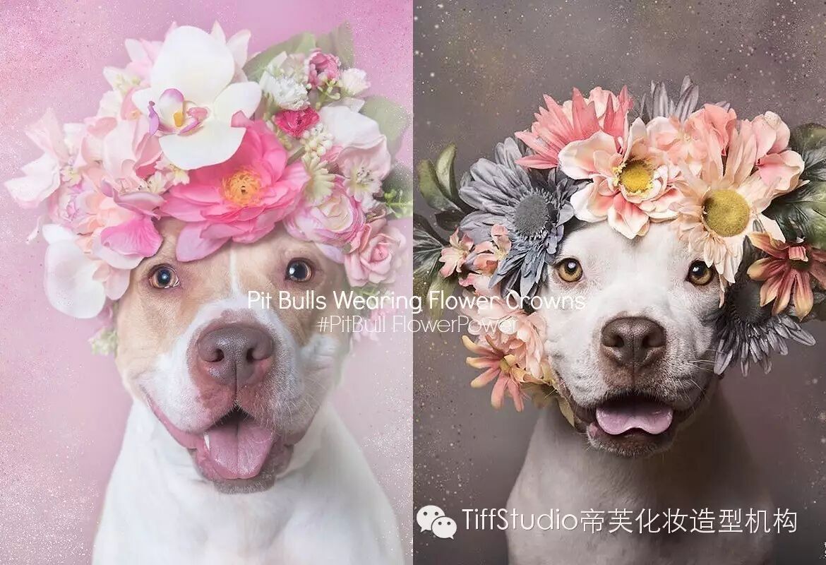 鬥牛梗也能這麼萌!#PitBull FlowerPower花圈計劃