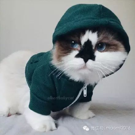 萌宠图片:我有两只小短腿，咿呀咿呀哟！图片