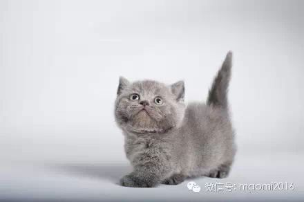 萌宠图片:我有两只小短腿，咿呀咿呀哟！图片