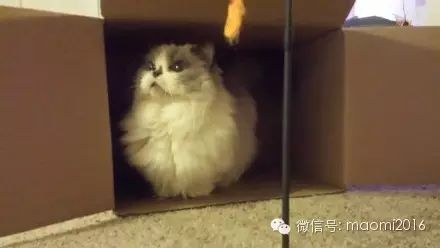 萌宠图片:我有两只小短腿，咿呀咿呀哟！图片