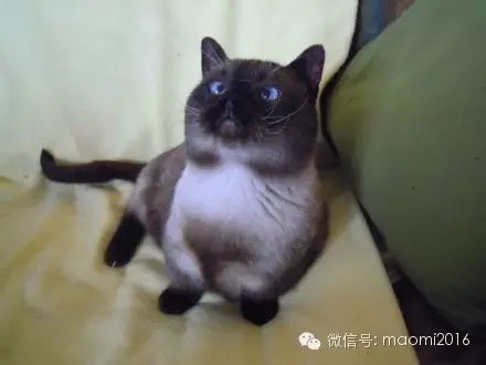 萌宠图片:我有两只小短腿，咿呀咿呀哟！图片