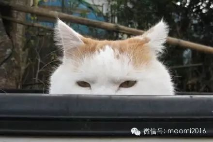 萌宠图片:你家的猫有木有这样偷看过你？图片