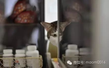 萌宠图片:你家的猫有木有这样偷看过你？图片