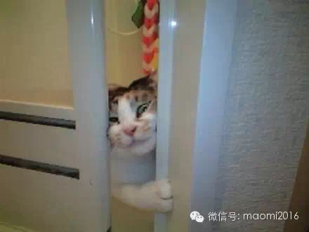 萌宠图片:你家的猫有木有这样偷看过你？图片