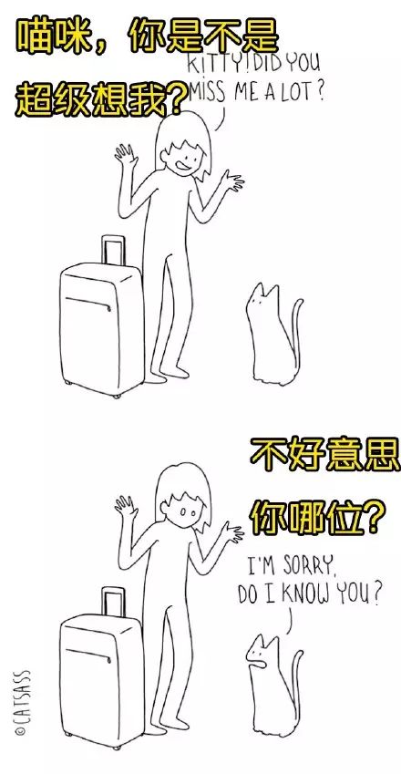 萌宠图片:跟人生活在一起的猫咪，每天的真实想法是这样的！图片