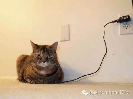 萌宠图片:喵力不足，正在充电，请勿打扰！✪ω✪图片