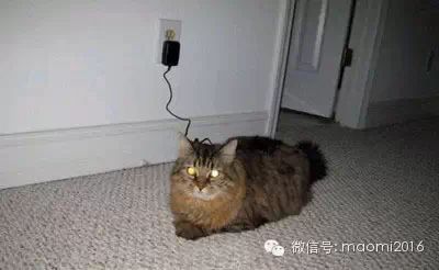 萌宠图片:喵力不足，正在充电，请勿打扰！✪ω✪图片