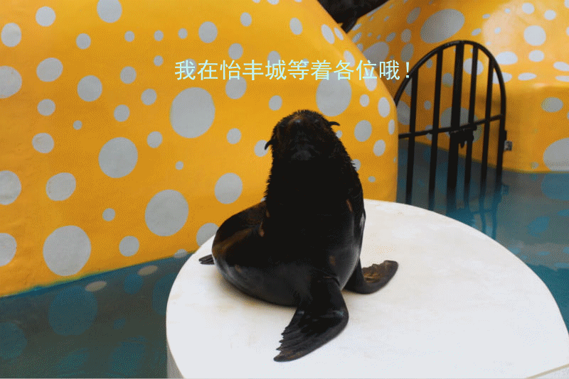 火爆,热辣,各种萌帅酷,海陆空齐齐上阵, 南美毛皮海狮!