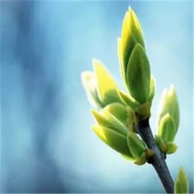 【随笔·翰墨香】黄磊:悟道