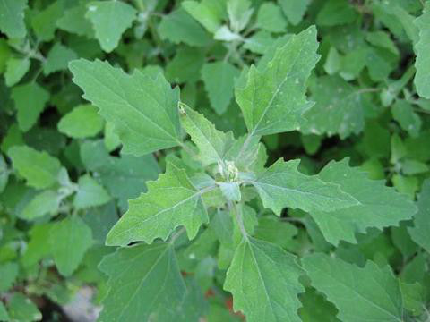 这些野菜随处可挖,都是抗癌大王 - 袁丁 - 袁 丁 这些野菜随处可挖,都是抗癌大王 - 笑看人生 - 笑看人生