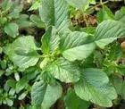 这些野菜随处可挖,都是抗癌大王 - 袁丁 - 袁 丁 这些野菜随处可挖,都是抗癌大王 - 笑看人生 - 笑看人生