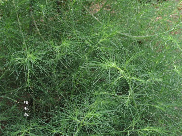 这些野菜随处可挖,都是抗癌大王 - 袁丁 - 袁 丁 这些野菜随处可挖,都是抗癌大王 - 笑看人生 - 笑看人生