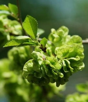 这些野菜随处可挖,都是抗癌大王 - 袁丁 - 袁 丁 这些野菜随处可挖,都是抗癌大王 - 笑看人生 - 笑看人生