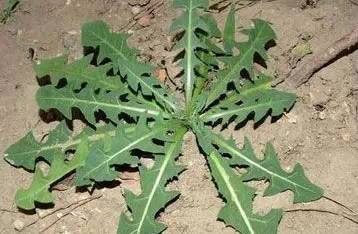 这些野菜随处可挖,都是抗癌大王 - 袁丁 - 袁 丁 这些野菜随处可挖,都是抗癌大王 - 笑看人生 - 笑看人生