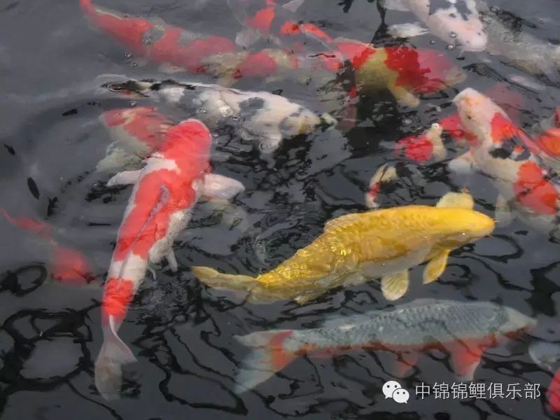 讨论:土炮是血统不纯的锦鲤?