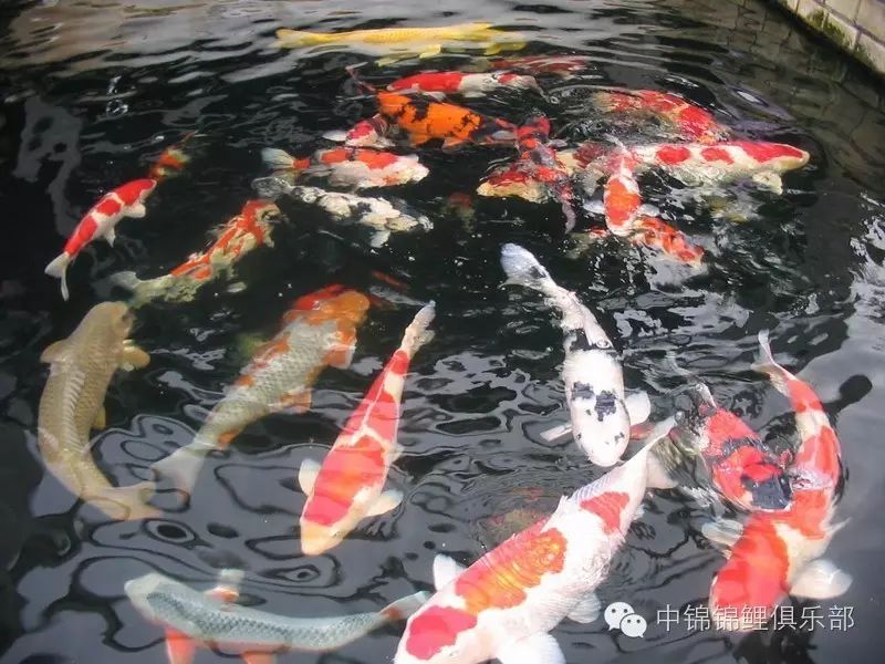 讨论:土炮是血统不纯的锦鲤?