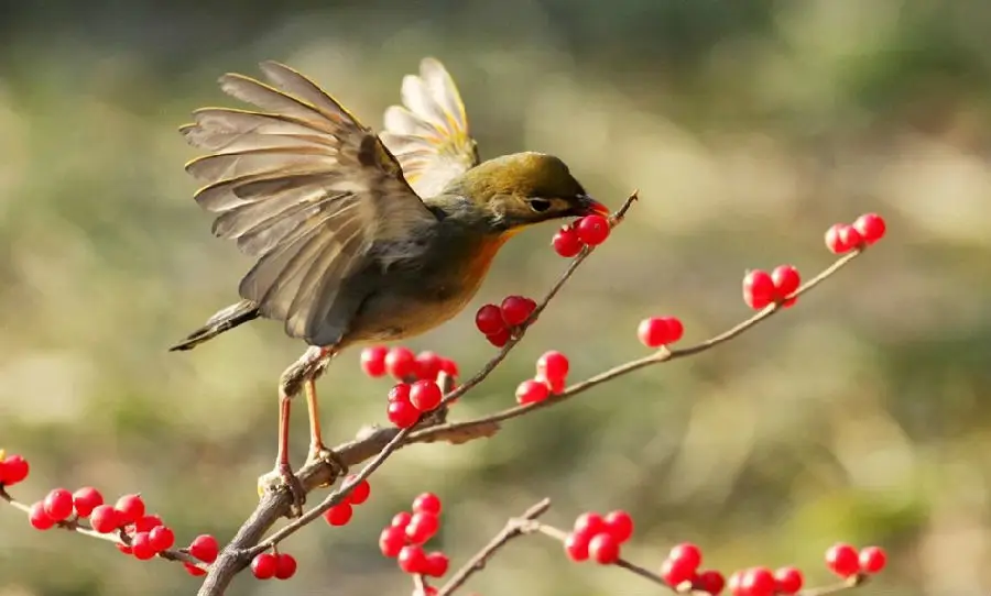   Birds 飛烏