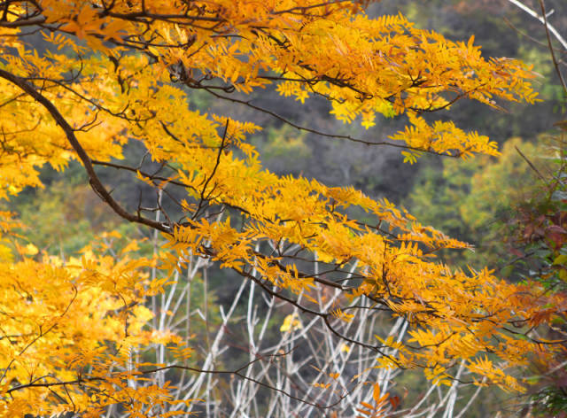 四川最美的15個紅葉區，一到秋天就燃成一片片紅海！ 旅行 第27張
