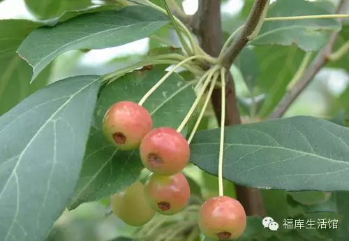 臭李子,学名老鸹眼,牢谮眼.