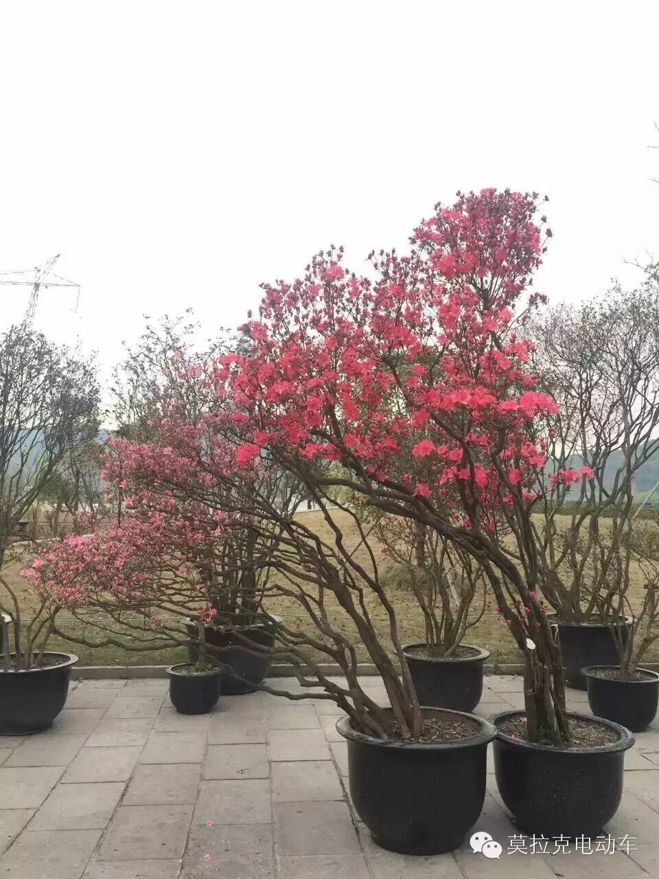 非诚勿扰第一期是什么时候开播_奔跑吧兄弟第七季几点开播_奔跑吧兄弟第五季什么时候开播