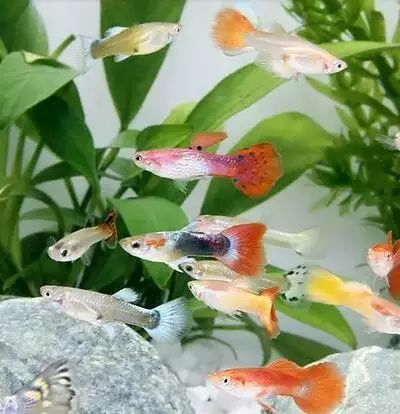 长春市饲料和饲料添加剂管理条例_饲料和饲料添加剂管理条例 2013_短鲷饲料