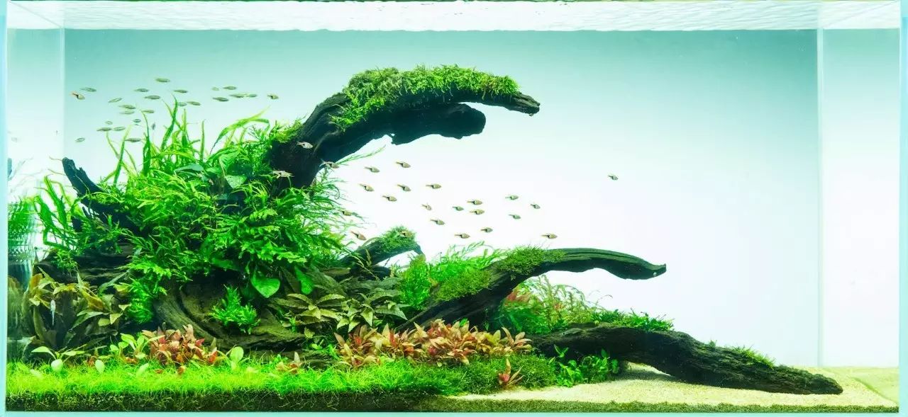 【水族百科】水草缸的日常管理