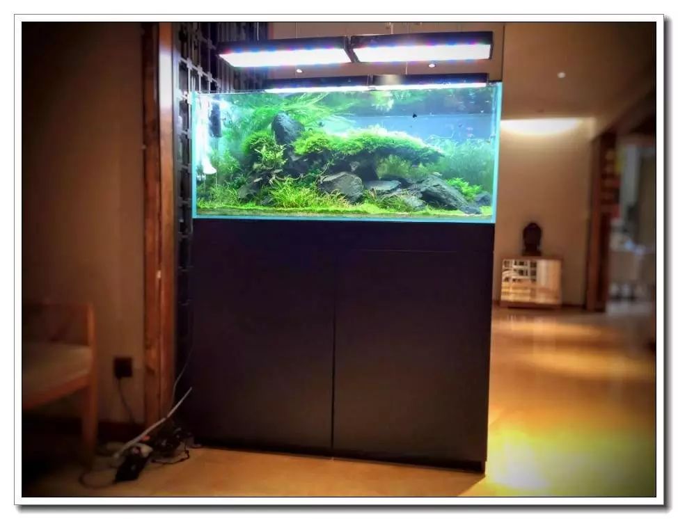 养短鲷水混浊_养短鲷水混浊_南美短鲷能跟什么鱼养